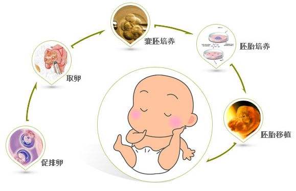 10周胎儿的发育情况 10周胎儿发育标准图片